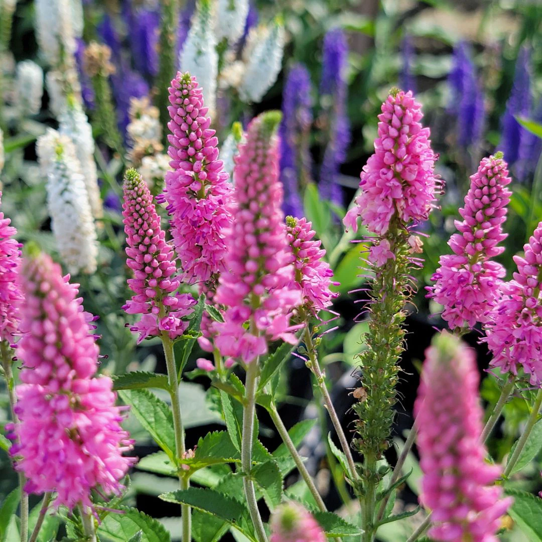 perennial flowers