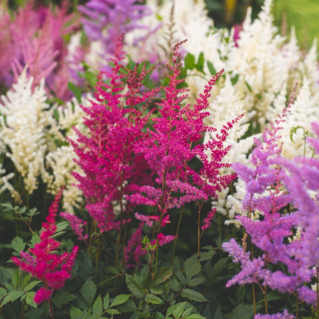 perennial flowers, thomas g