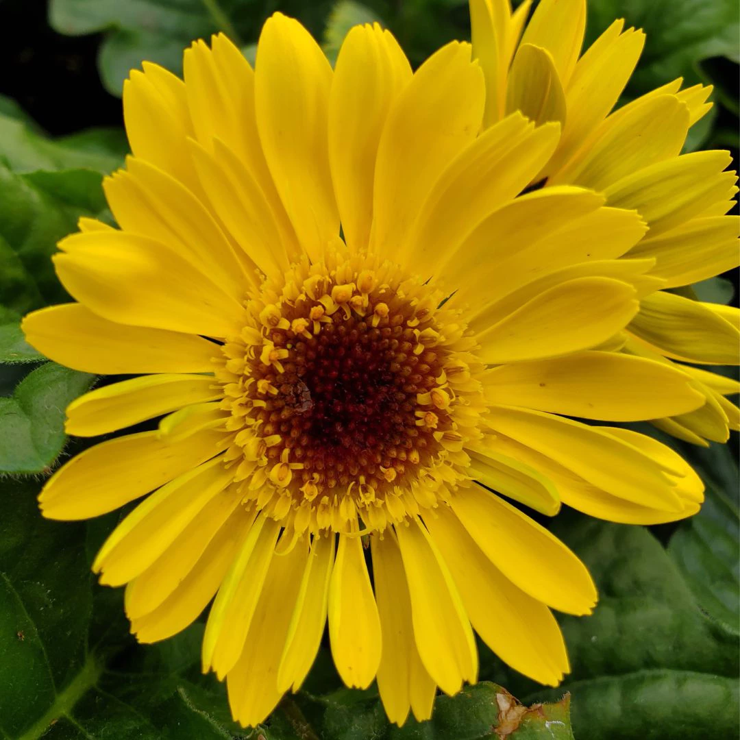 perennial flowers