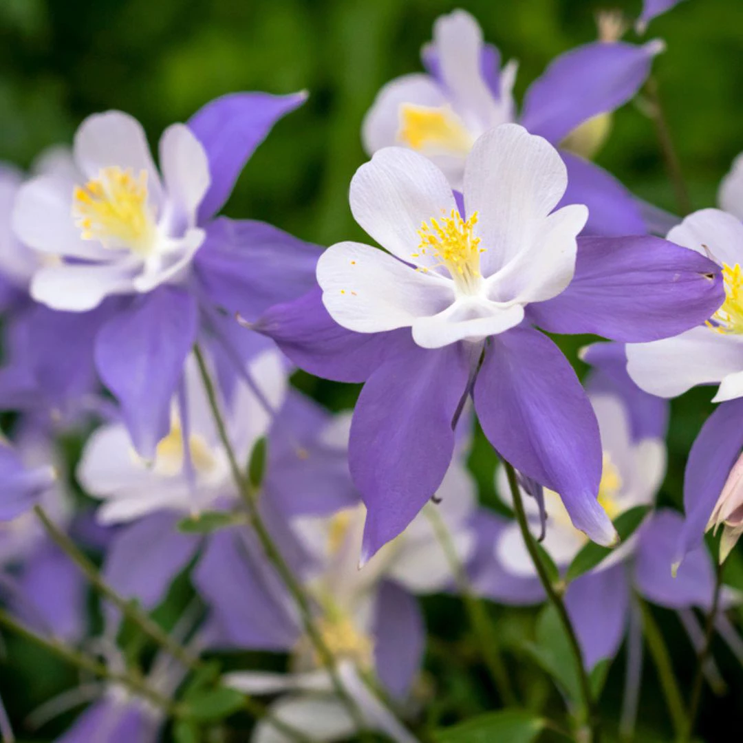 perennial flowers, thomas greenhouse