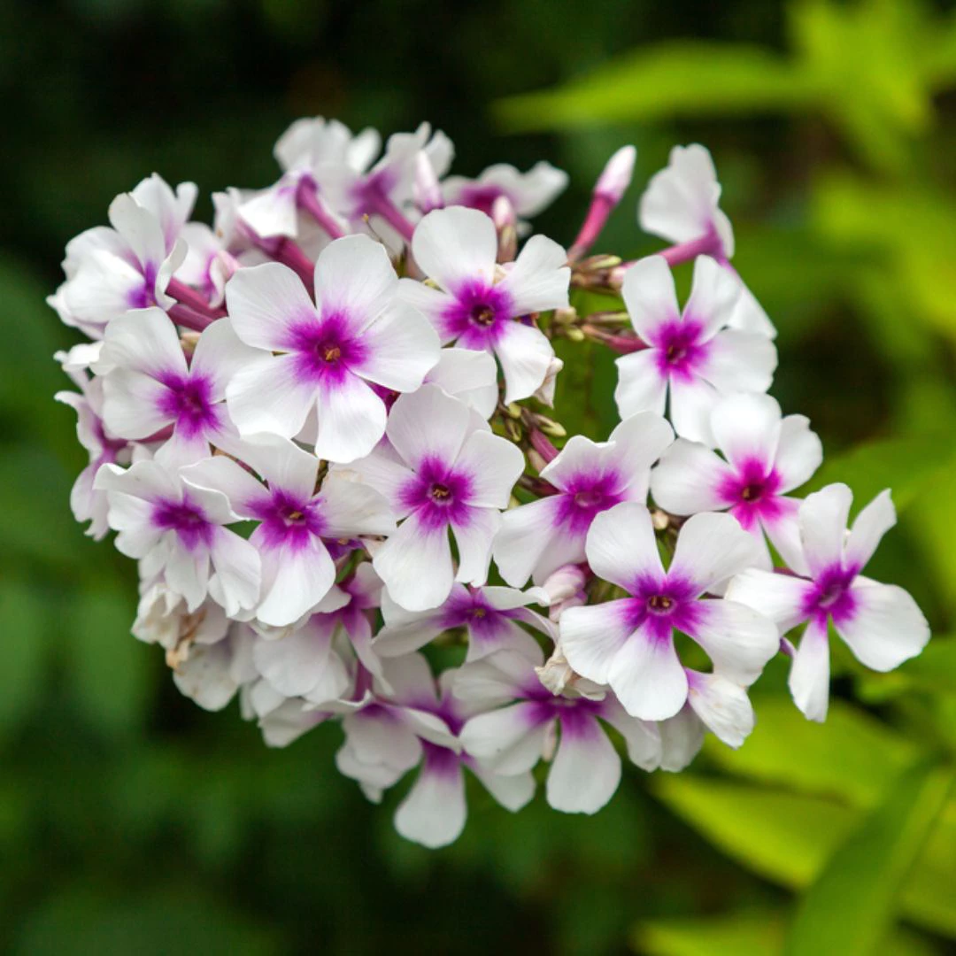 perennial flowers, thomas g