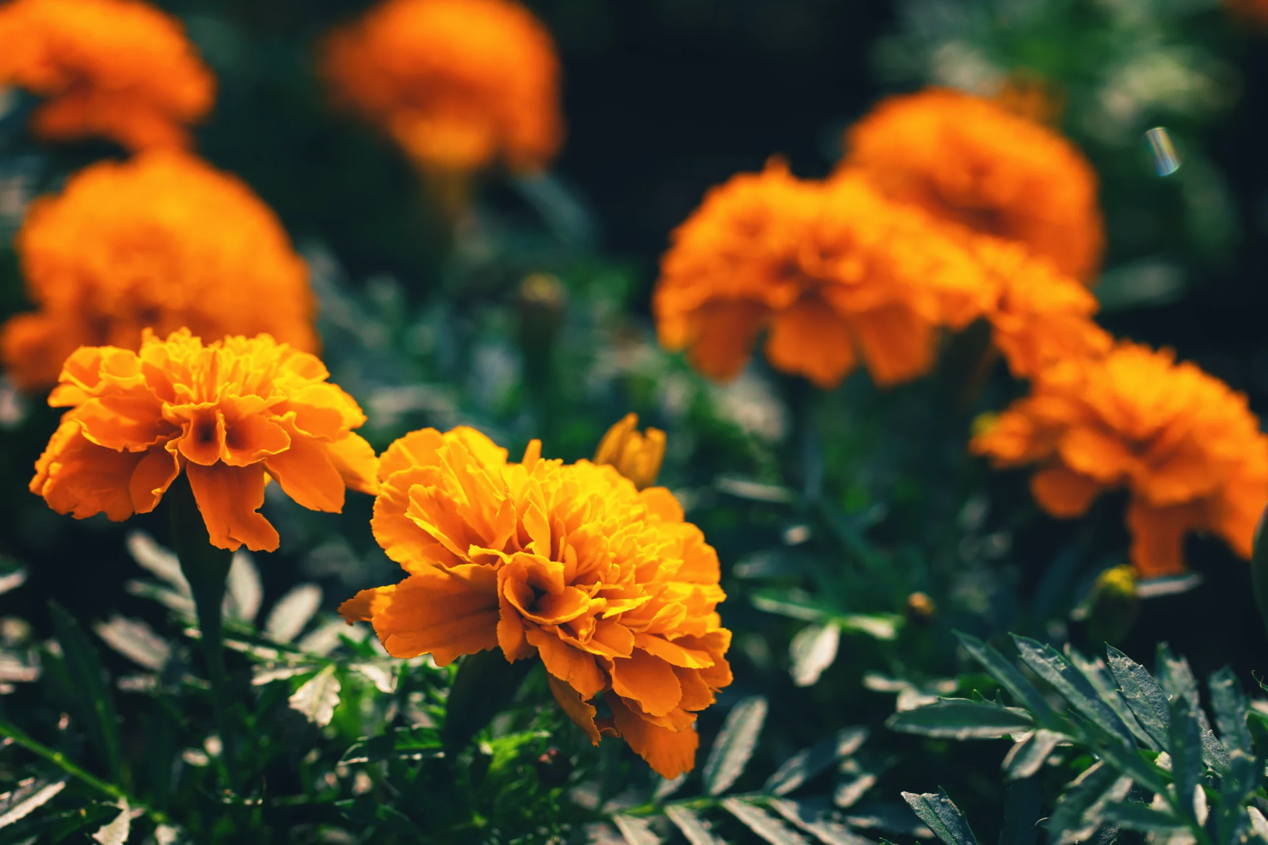 You’ve Picked Out Your Favorite Annuals, Now What?