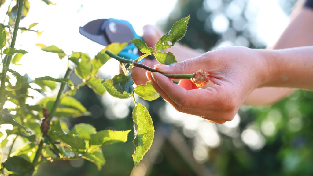 fall pruning
